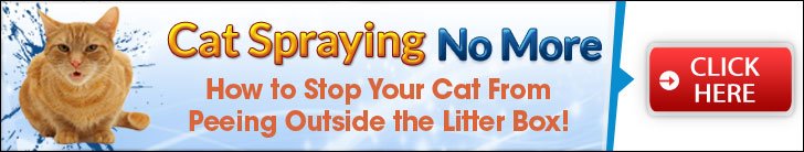 Cat Spraying No More ad5